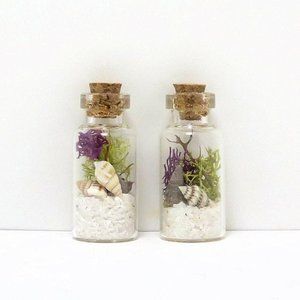 Mini Terrariums